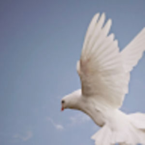 Meet your Posher, Theresa